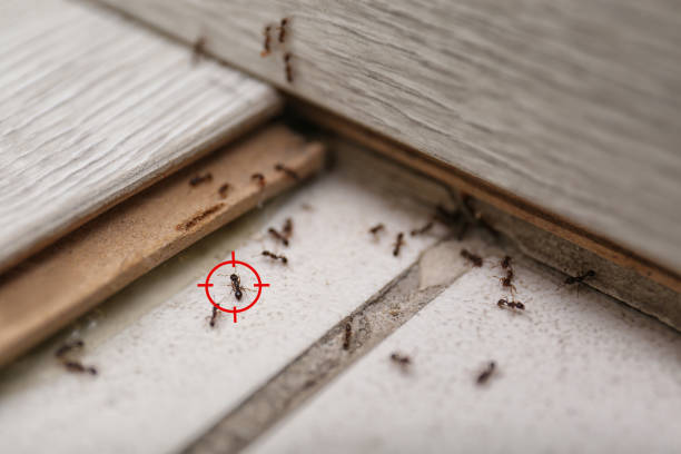 Best Commercial Pest Control Services  in Thornton, CO