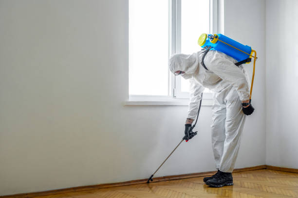 Best Flea Control Services  in Thornton, CO