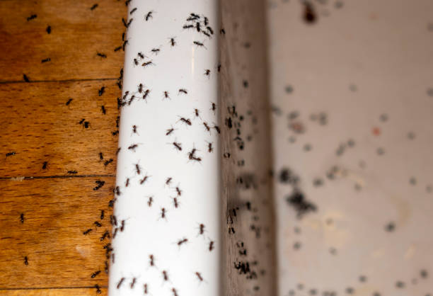 Best Wasp Removal Services  in Thornton, CO