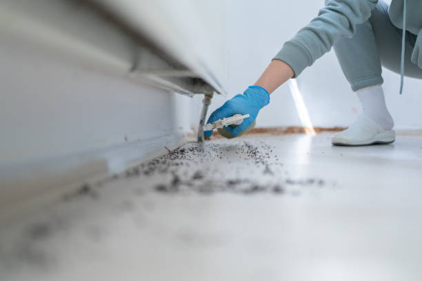 Flea Control Services in Thornton, CO